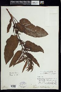 Rumex obtusifolius image