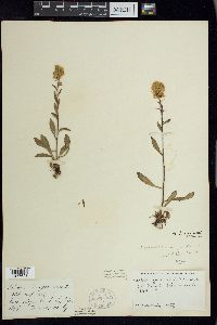 Solidago hispida image