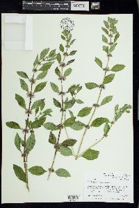 Mentha canadensis image