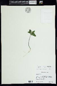 Solanum ptychanthum image