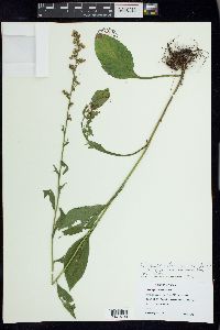 Solidago patula image