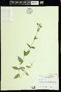 Myosoton aquaticum image