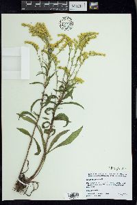 Solidago juncea image