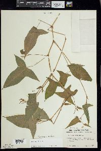 Persicaria arifolia image