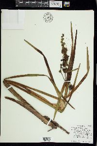 Sparganium eurycarpum image