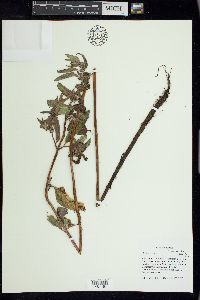 Mentha canadensis image