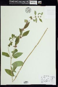 Mentha canadensis image