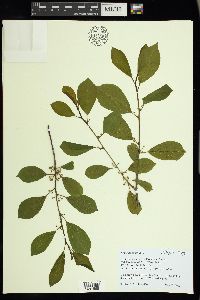 Frangula alnus image