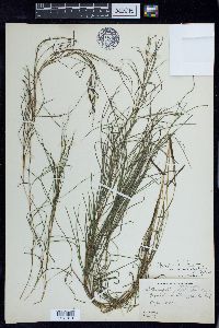 Stuckenia filiformis var. occidentalis image