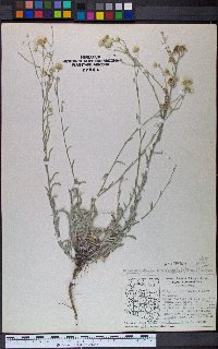 Laennecia eriophylla image