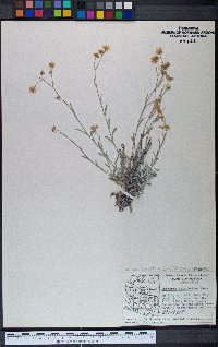 Laennecia eriophylla image