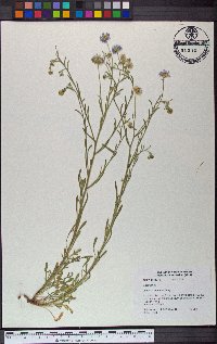 Erigeron lemmonii image
