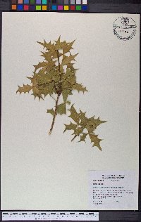 Berberis harrisoniana image
