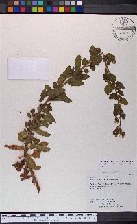 Phacelia higginsii image