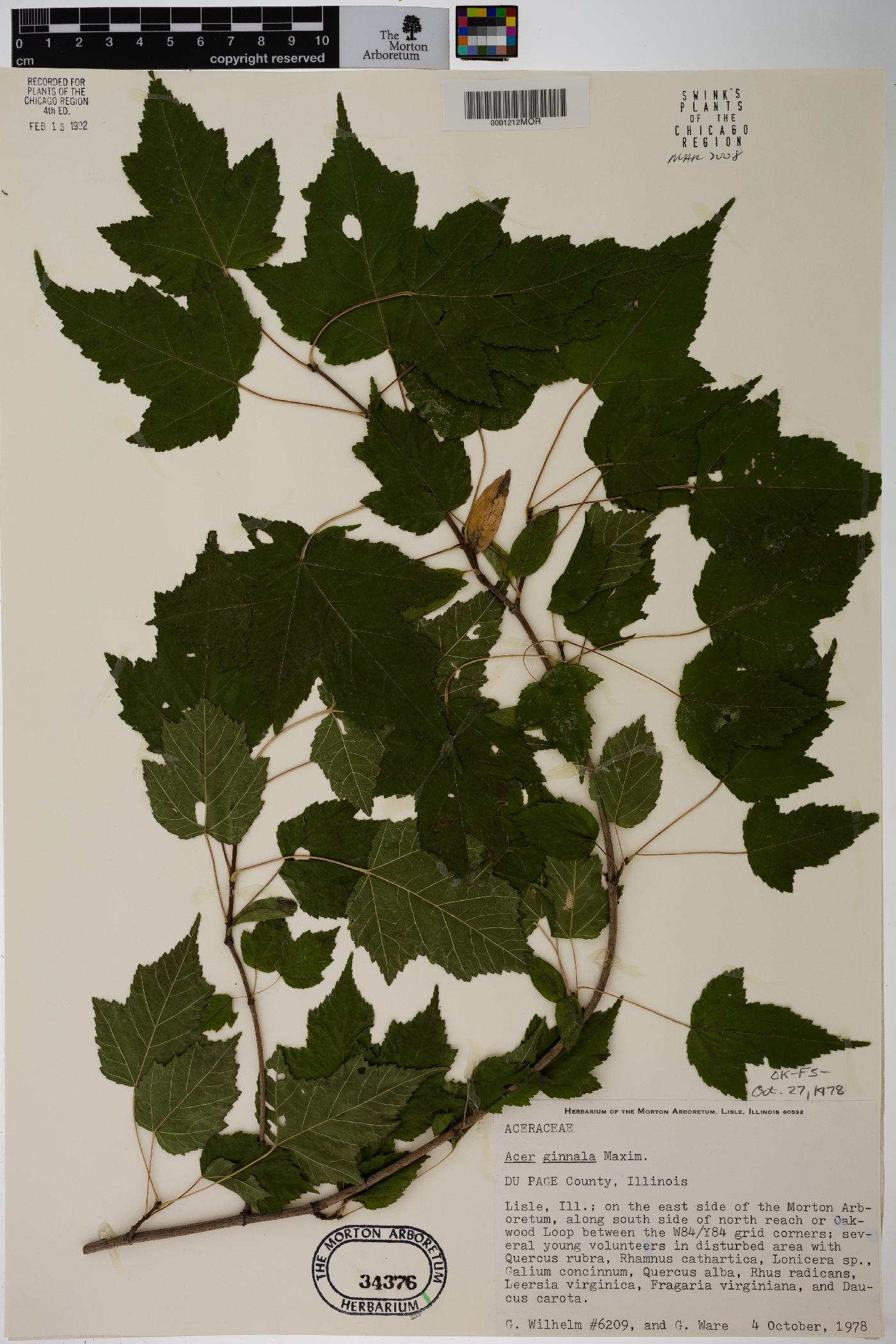 Acer tataricum subsp. ginnala image