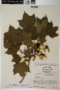 Acer saccharum var. schneckii image