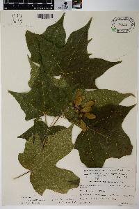 Acer saccharum var. schneckii image