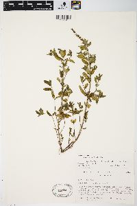 Mentha spicata image