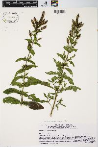 Mentha spicata image