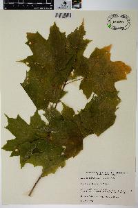 Acer saccharum var. schneckii image