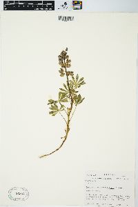 Lupinus perennis subsp. perennis image