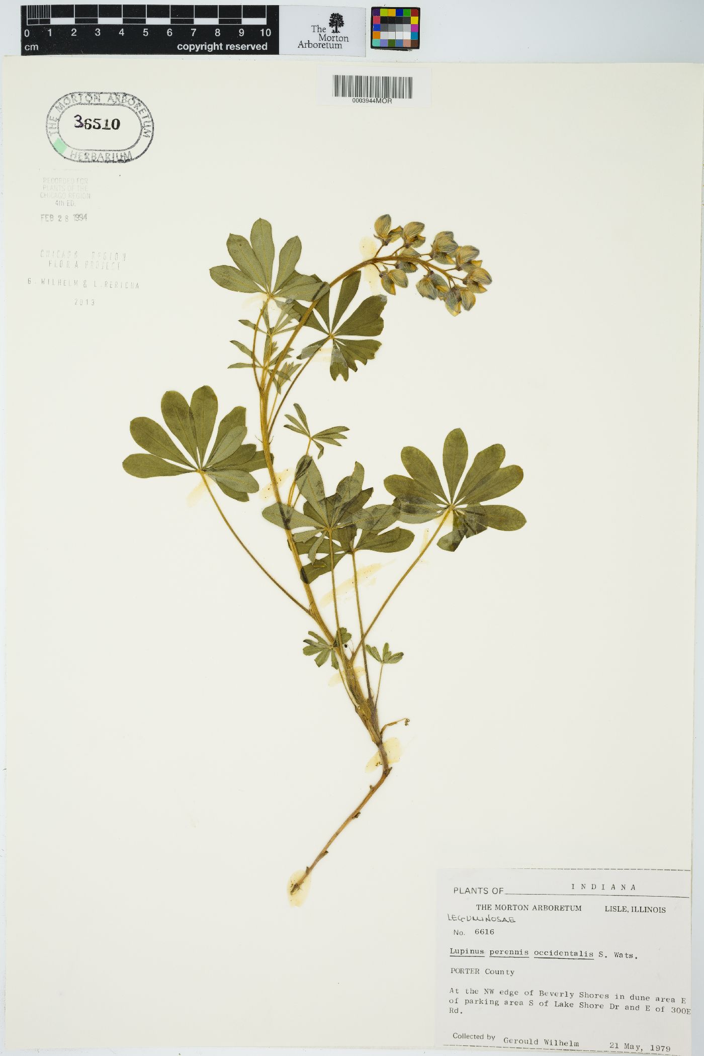 Lupinus perennis subsp. perennis image