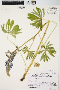 Lupinus polyphyllus image