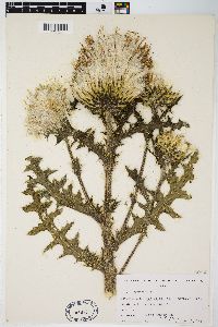 Cirsium hillii image