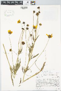 Coreopsis pubescens image