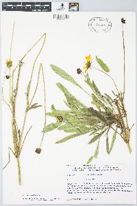 Coreopsis grandiflora image