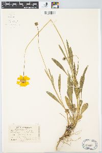 Coreopsis lanceolata image