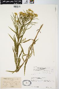 Euthamia graminifolia var. graminifolia image