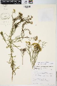 Euthamia caroliniana image