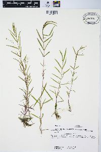 Veronica scutellata image