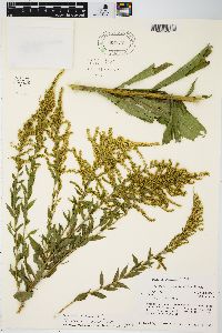 Solidago canadensis var. gilvocanescens image