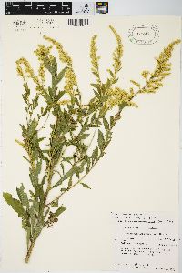 Solidago canadensis var. gilvocanescens image