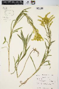 Solidago missouriensis var. fasciculata image