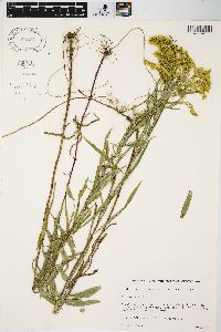 Solidago missouriensis var. fasciculata image