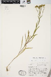 Solidago ptarmicoides image