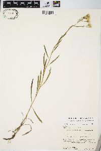 Solidago ptarmicoides image