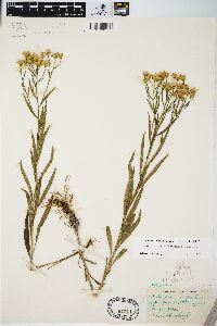 Solidago ptarmicoides image