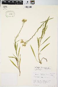 Solidago ptarmicoides image