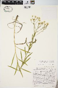 Solidago ptarmicoides image