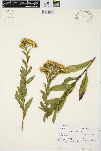 Solidago rigida image