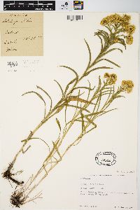 Solidago riddellii image