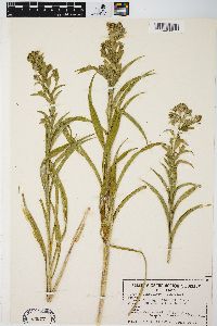 Solidago riddellii image