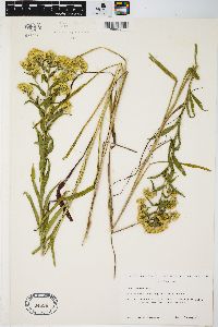 Solidago riddellii image