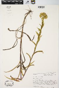 Solidago riddellii image