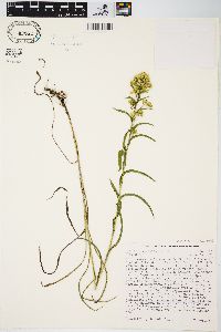 Solidago riddellii image