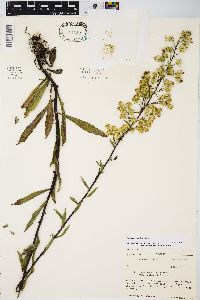 Solidago simplex image